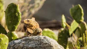 Great Lake National Park