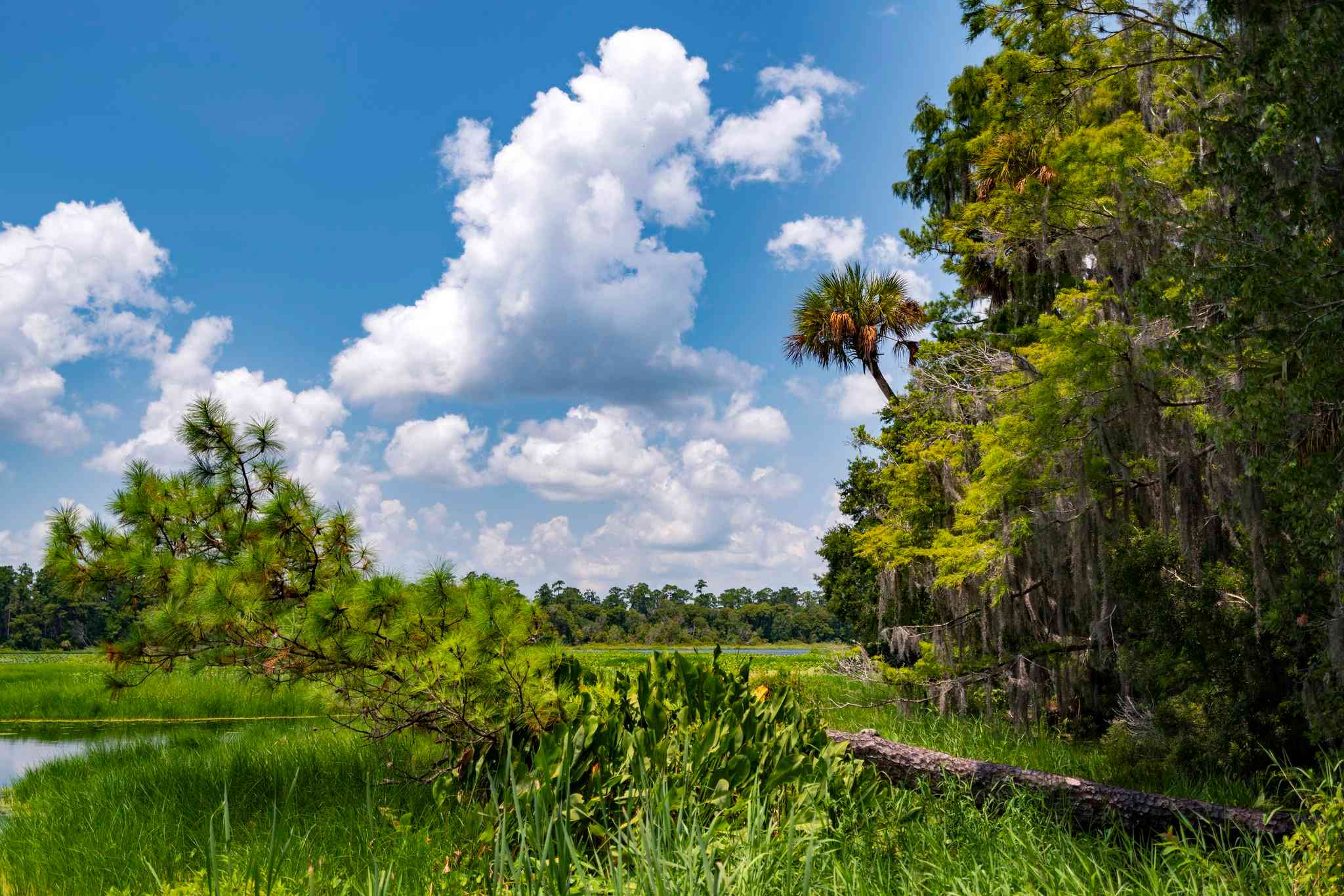 Holiday Inn Express Hotel & Suites Silver Springs-Ocala в Силвер Спрингс, FL