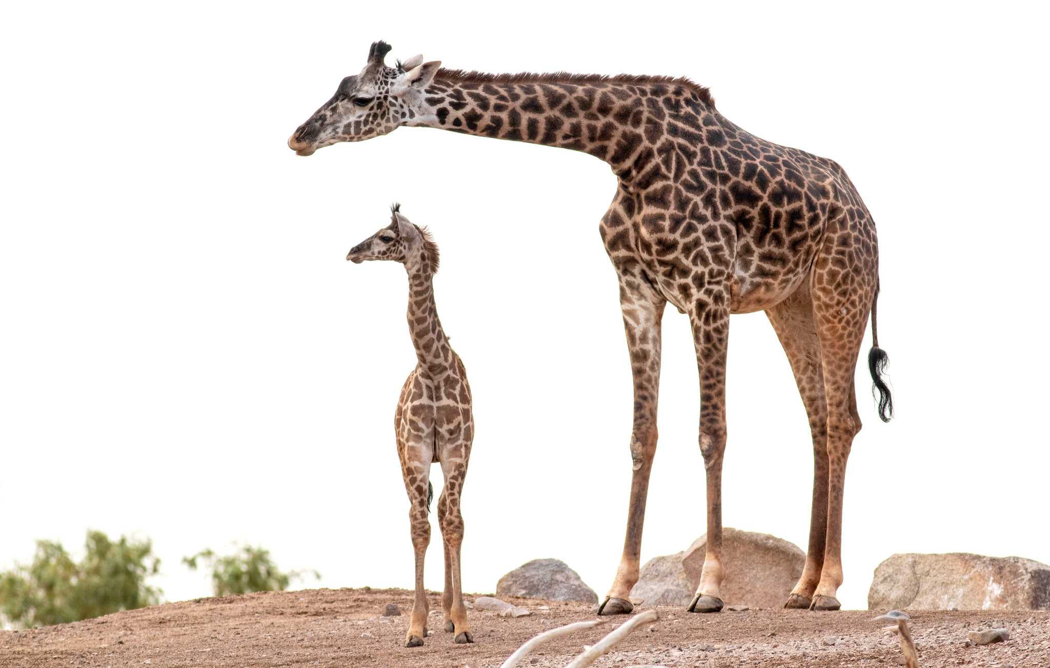 Staybridge Suites Phoenix – Biltmore Area a Fenice, AZ