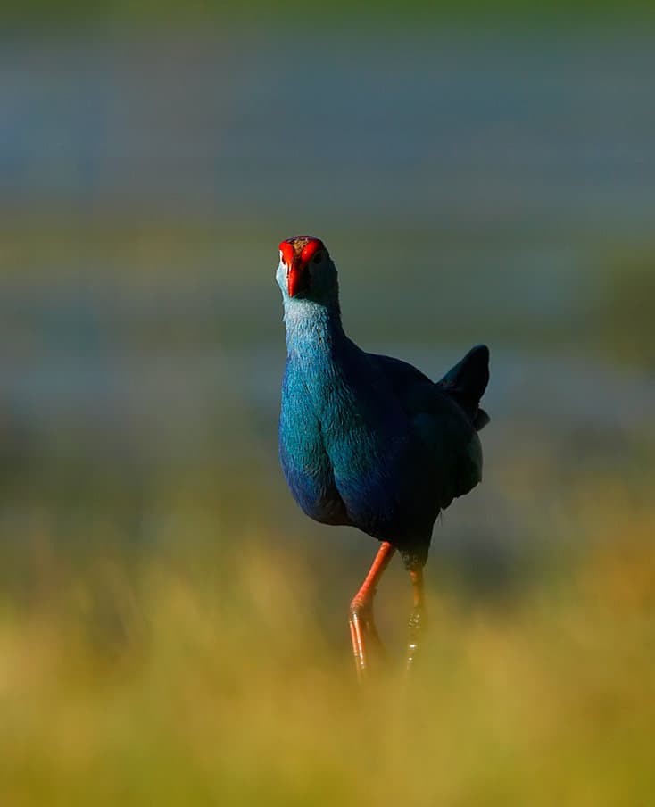 Mysore, IN 的 Orange County, Kabini