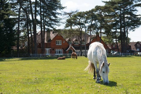Beaulieu Inn ใน Brockenhurst, GB1