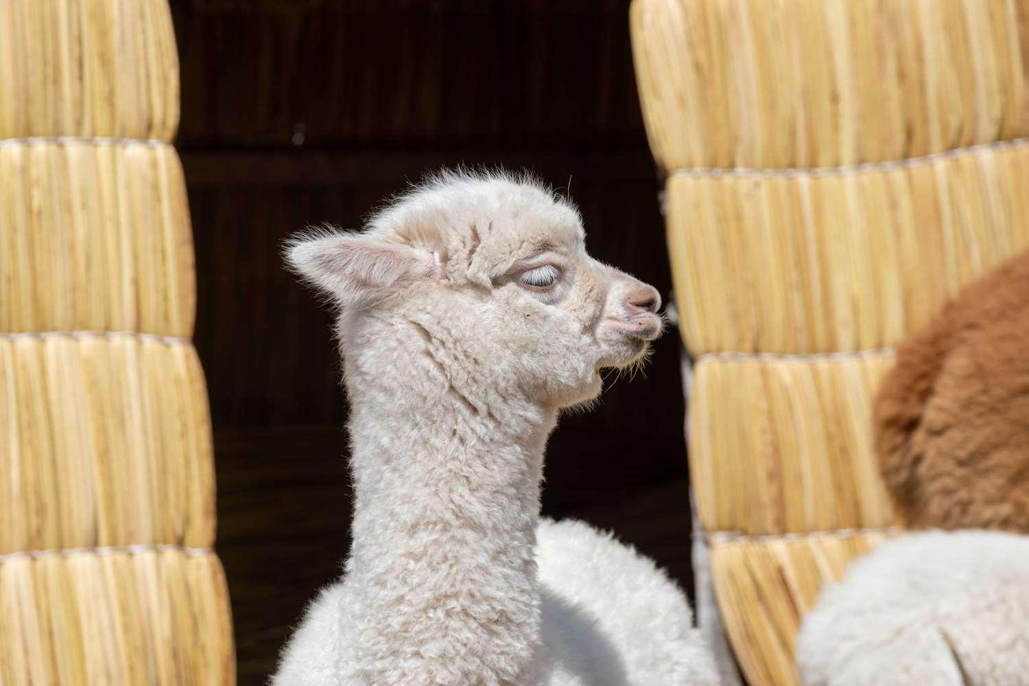Sonesta Posada del Inca Lake Titicaca Puno image