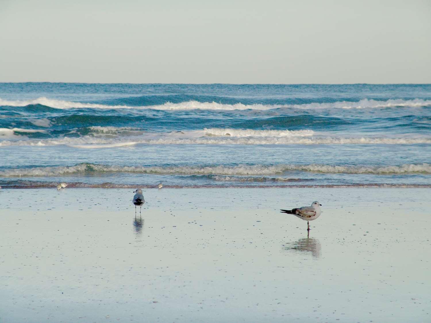 Hampton Inn Daytona Shores-Oceanfront in Daytona Beach Shores, FL