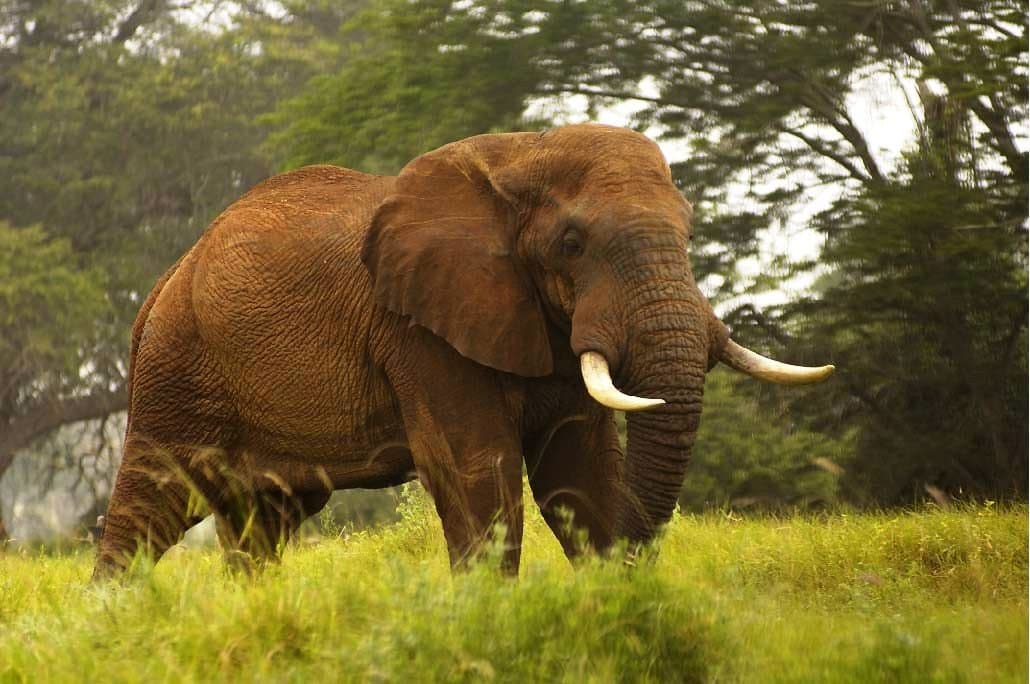 Tsavo, KE의 Sarova Taita Hills Game Lodge