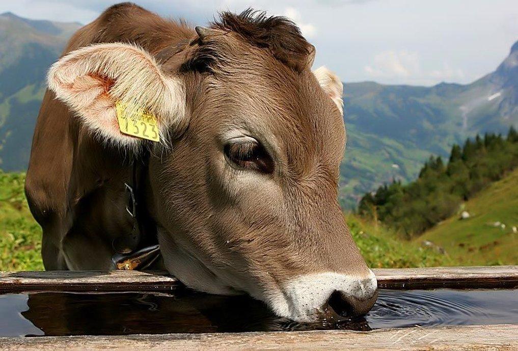 Romantik Hotel Schweizerhof image