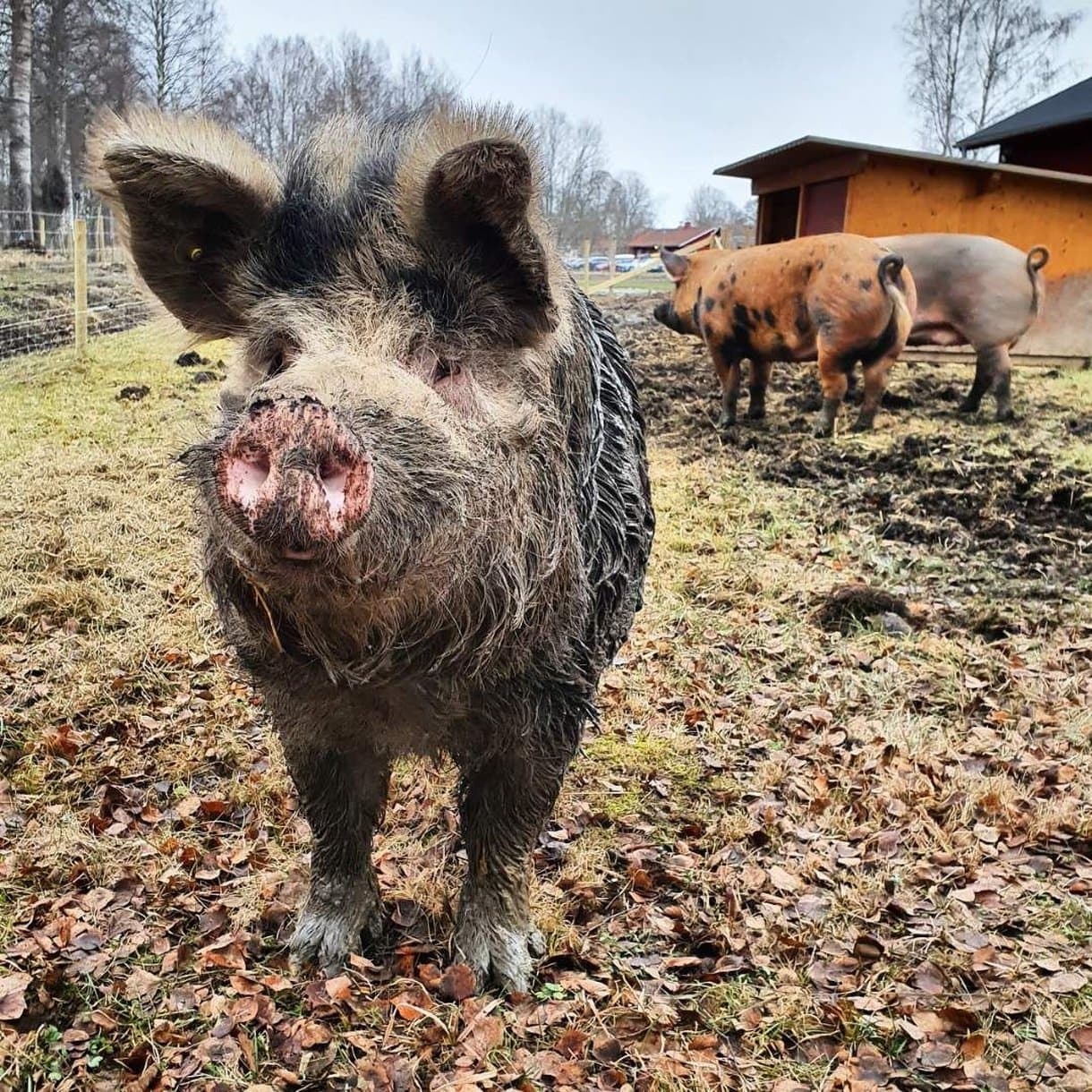Hogbo Brukshotell en Sandviken, SE