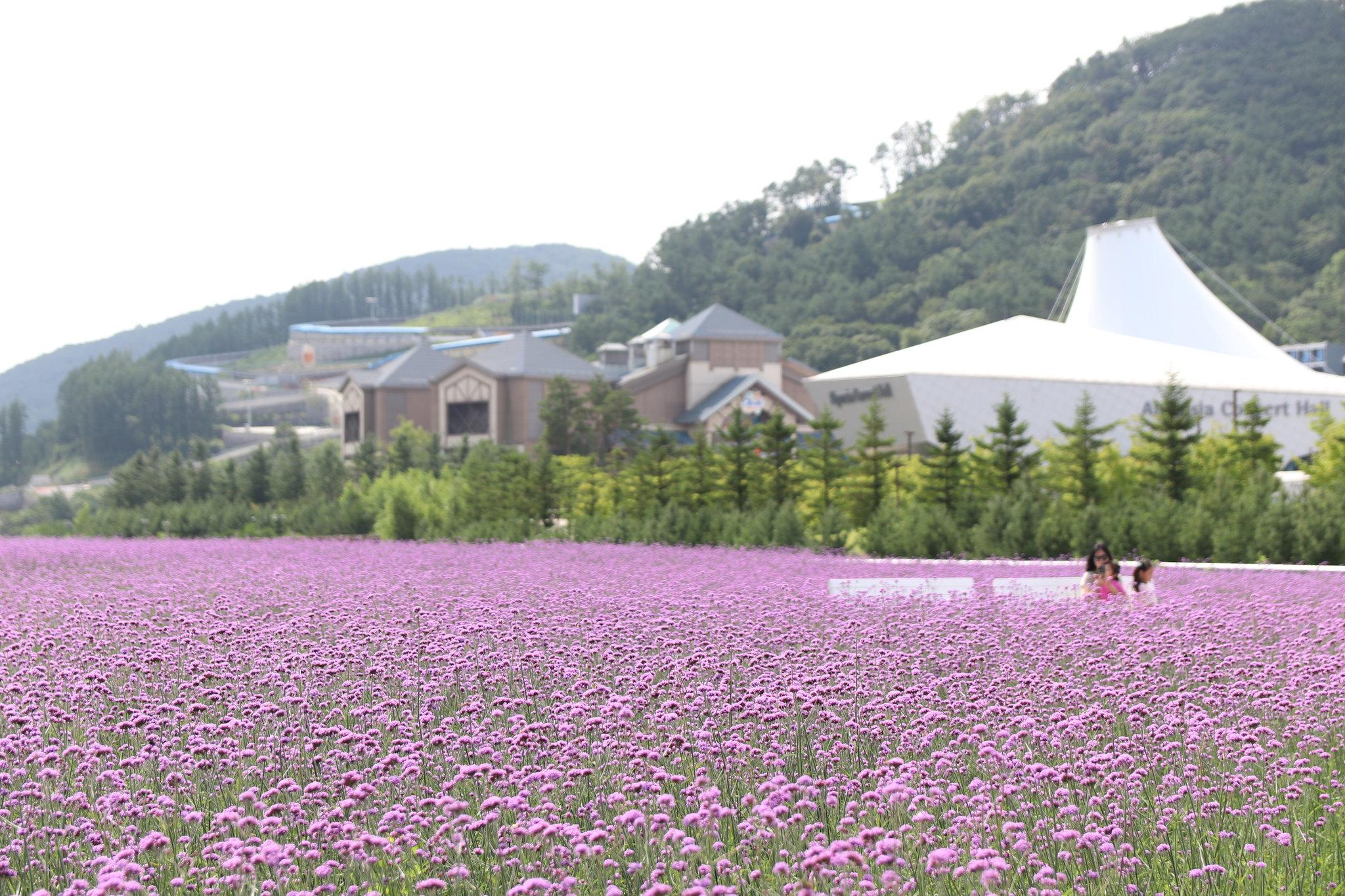 Intercontinental Alpensia Pyeongchang Resort image