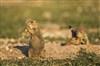 Prairie Dog Town