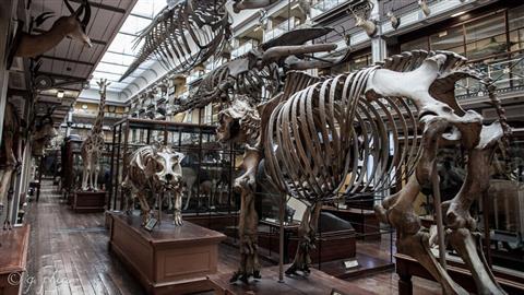 Doğa Tarihi Müzesi