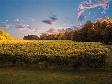 Côte Vaudreuil Vineyard