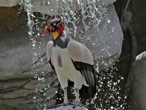 El color de la naturaleza en la visita al Aviario Nacional