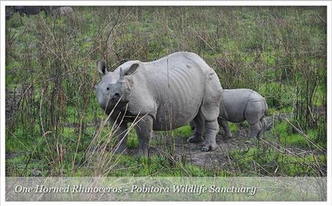 Pobitora Wild Life Sanctuary