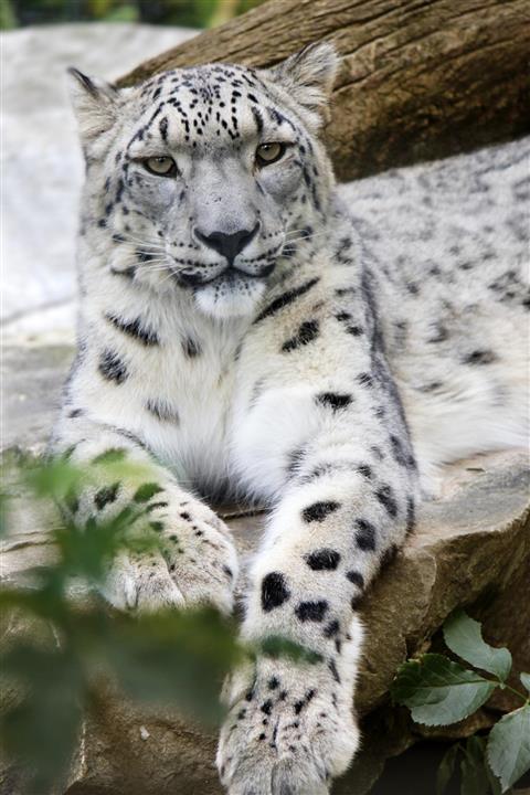 Claws N' Paws Wild Animal Park