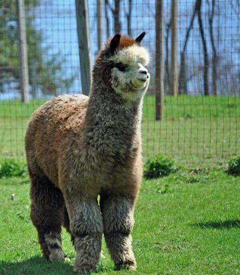 Alpacas of Sunshine Farm & Store