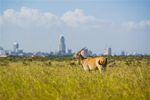 The Nairobi National Park