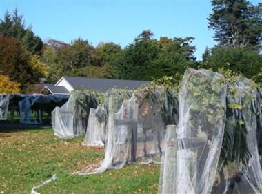 The Vineyard at Rossendale à Christchurch, NZ