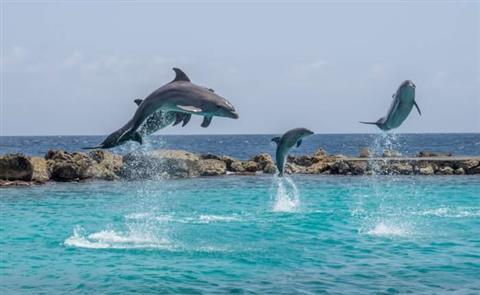 Dolphin Academy Curacao