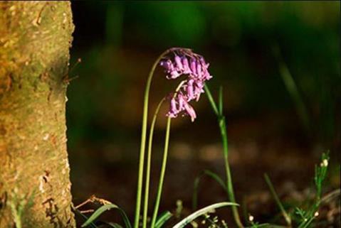 St Andrews Botanic Garden
