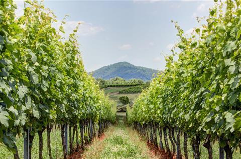 Pearmund Cellars Winery