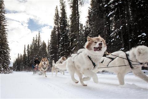 Dogsledding – Winter