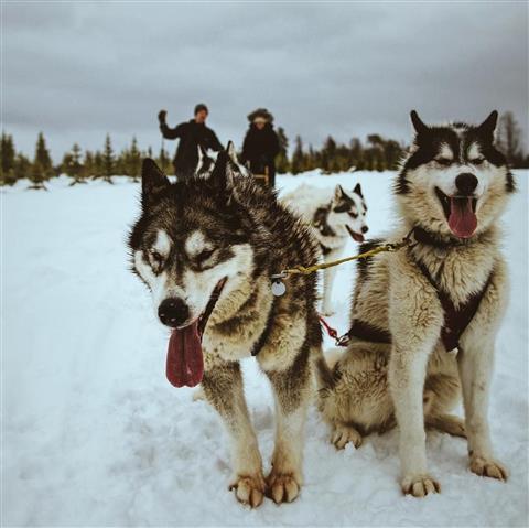 Dog Sledding