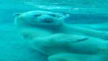 Toronto Zoo в Scarborough, ON