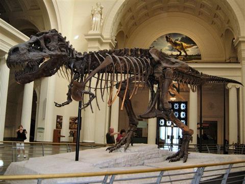 Field Museum of Natural History