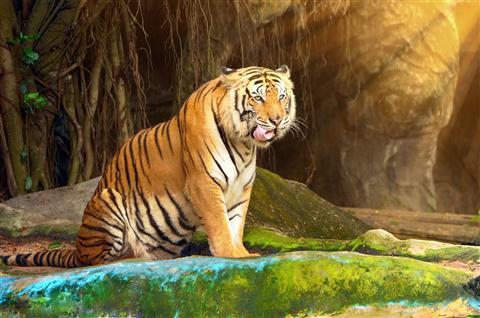 สวนสัตว์เปิดเขาเขียว