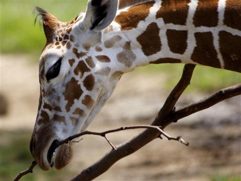 Singapore Zoological Gardens
