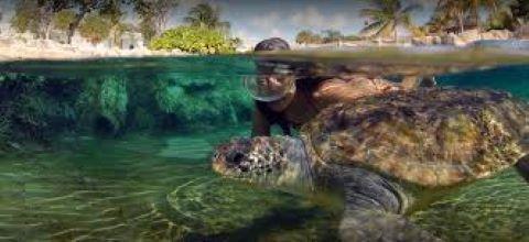 Cayman Islands Turtle Centre