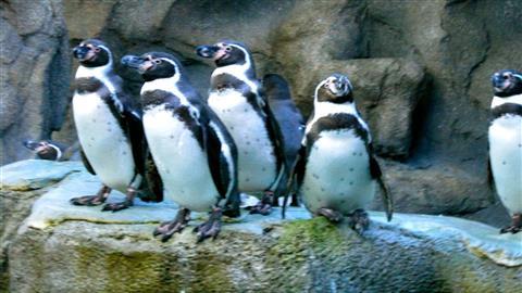 зоопарк Калгари