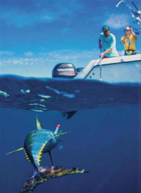 BIG GAME FISHING by Spearmex