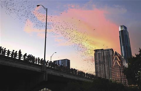 Congress Avenue Bridge Bats