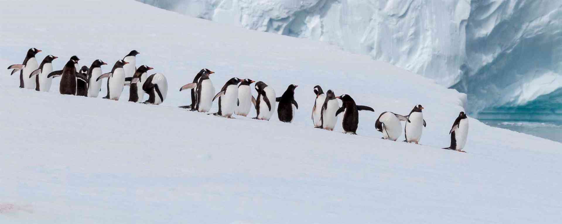 South Pole, AQ의 TEST-Antarctica Tourism Board-CVB By Ankit
