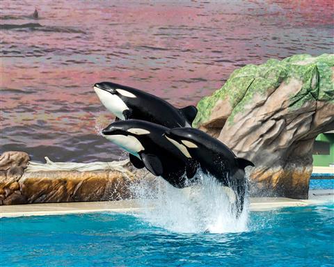 Sea World® San Diego