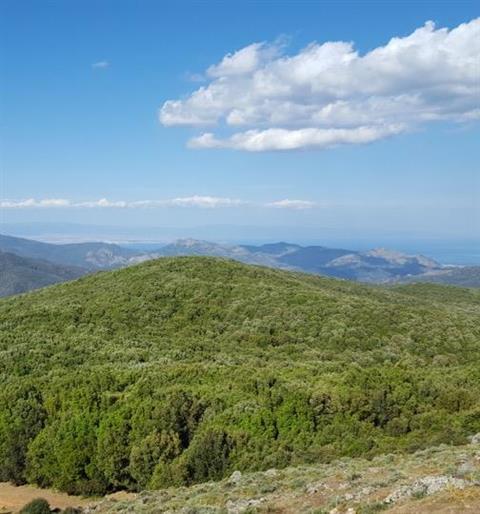 Ist Cannoneris Forest