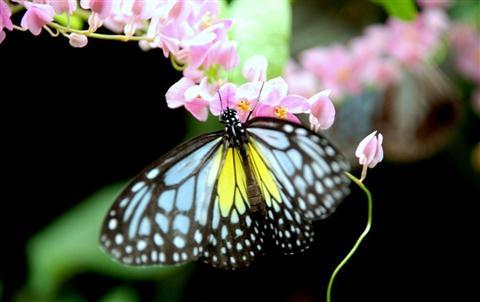 Butterfly Park