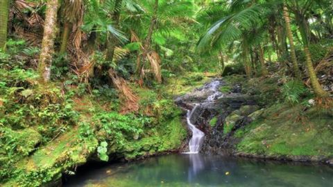 El Yunque Rainforest