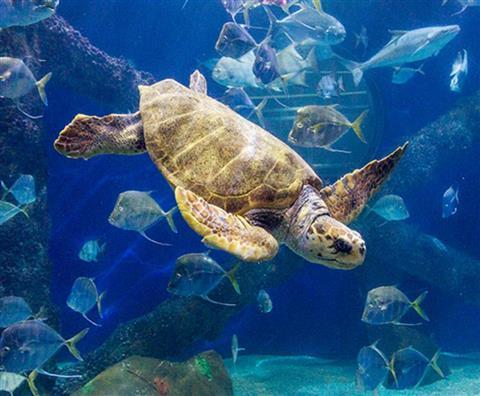 Virginia Aquarium & Marine Science Center