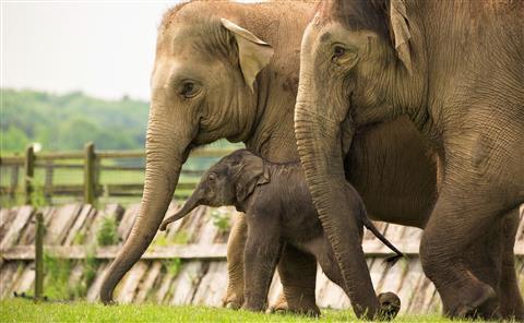 Whipsnade Zoo, Dunstable
