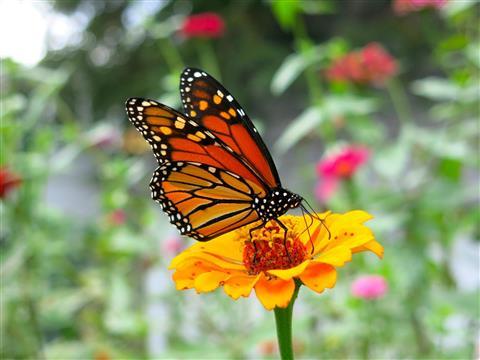 Monarch Butterfly Groves