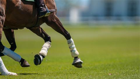 The Santa Barbara Polo and Racquet Club