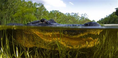 Everglades