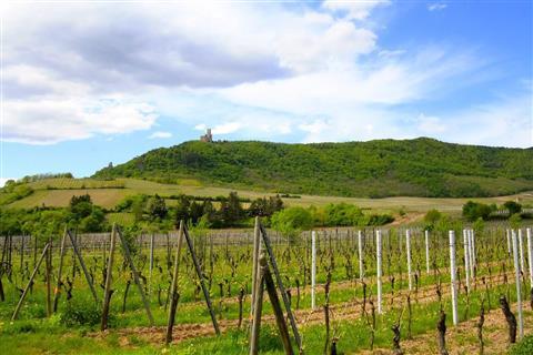 Alsace Wine route