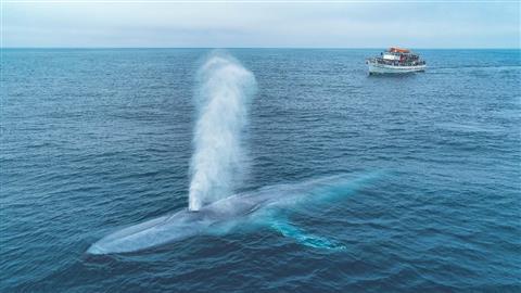 San Diego Whale Watching