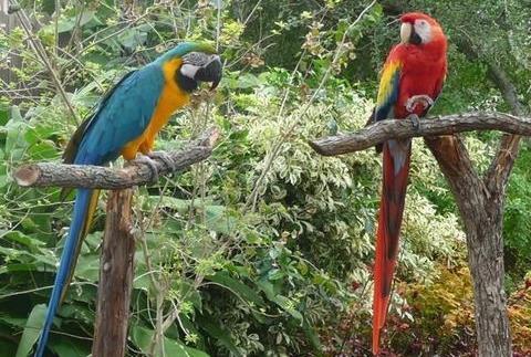 Jardín Botánico y Centro de Naturaleza del Sur de Texas