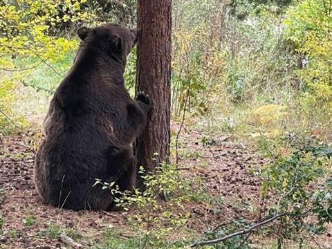 Belitsa Bear Sanctuary
