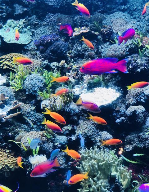 Downtown Aquarium - Denver