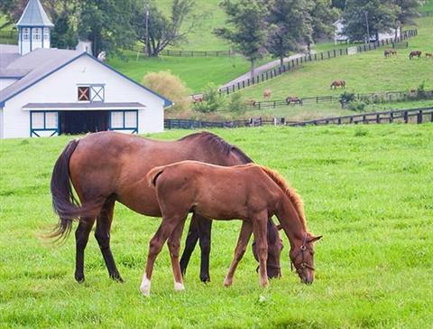 Horse Country Kentucky- MULTIPLE Horse Farm Tours