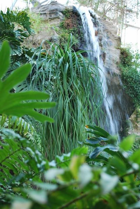 Centre Cockrell Butterfly